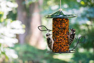 Wild Birds Unlimited Hot Pepper Seed Cylinder
